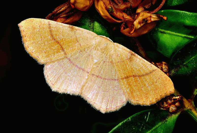 Geometridae - Cyclophora, varie